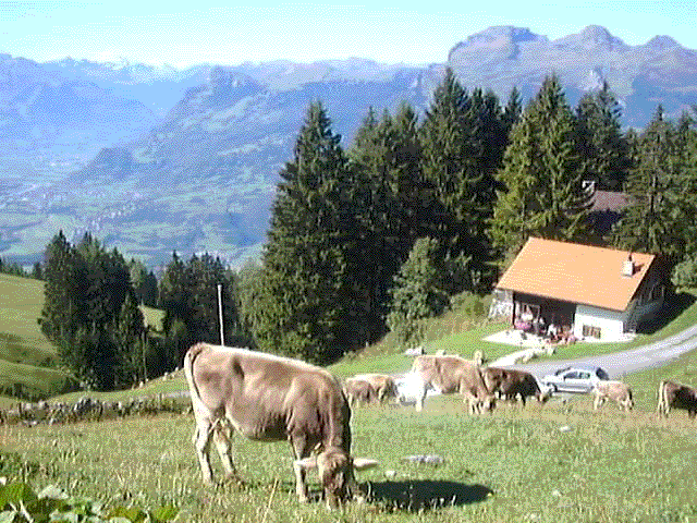 Cows and a panorama of the Rhine valley
